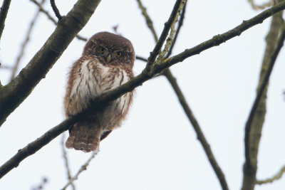 Eurasian Pygmy Owl - Dwerguil