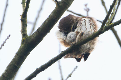 Eurasian Pygmy Owl - Dwerguil