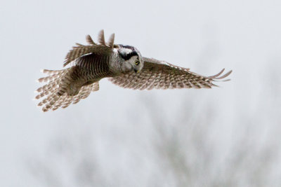 Northern Hawk Owl - Sperweruil