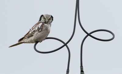 Northern Hawk Owl - Sperweruil