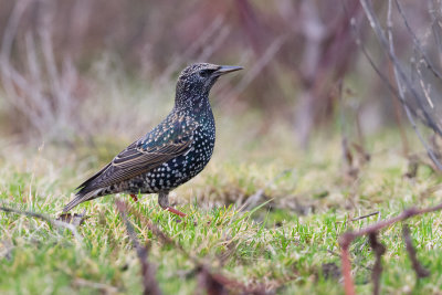 European Starling - Spreeuw