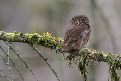 Eurasian Pygmy Owl - Dwerguil
