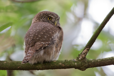 Eurasian Pygmy Owl - Dwerguil