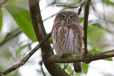 Eurasian Pygmy Owl - Dwerguil