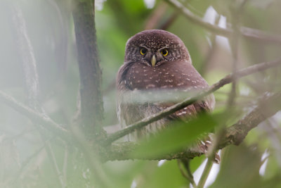 Eurasian Pygmy Owl - Dwerguil