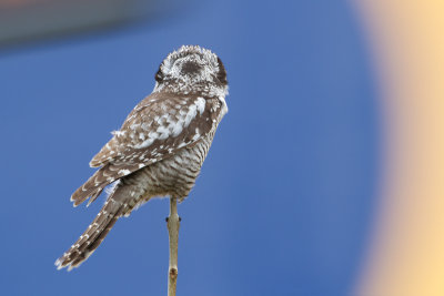 Northern Hawk Owl - Sperweruil