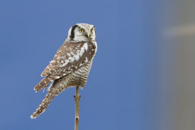 Northern Hawk Owl - Sperweruil