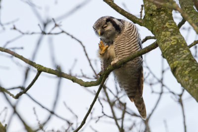 Northern Hawk Owl - Sperweruil