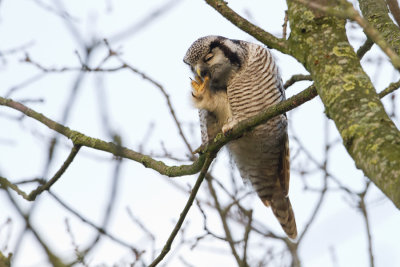 Northern Hawk Owl - Sperweruil