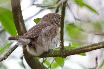 Eurasian Pygmy Owl - Dwerguil