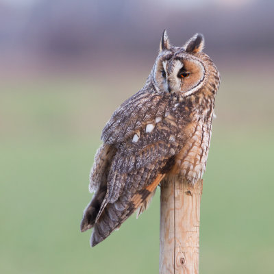 Long-eared Owl - Ransuil