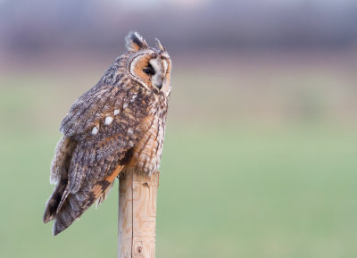 Long-eared Owl - Ransuil