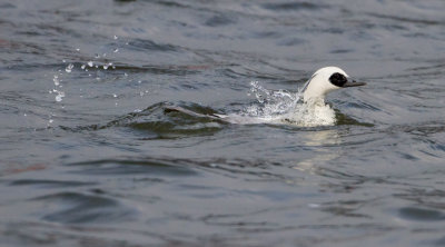 Smew - Nonnetje