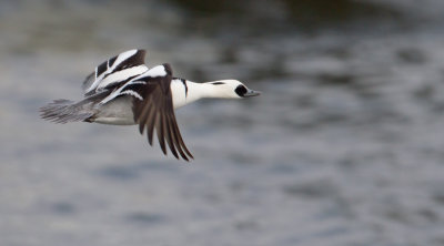 Smew - Nonnetje