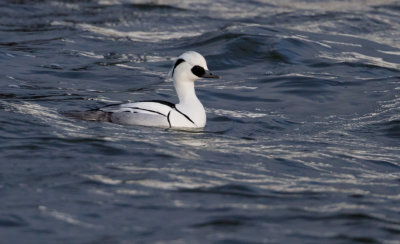 Smew - Nonnetje
