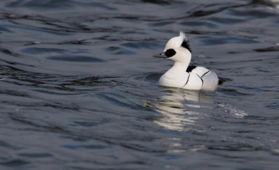 Smew - Nonnetje