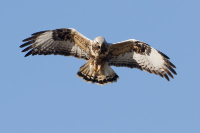 Rough-legged Buzzard - Ruigpootbuizerd