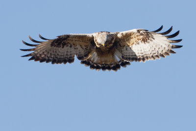 Rough-legged Buzzard - Ruigpootbuizerd