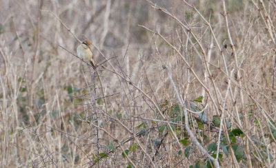 Brown Shrike - Bruine Klauwier