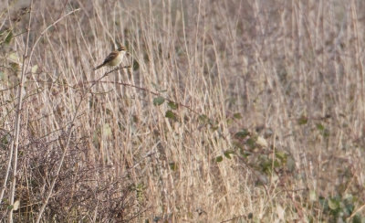 Brown Shrike - Bruine Klauwier