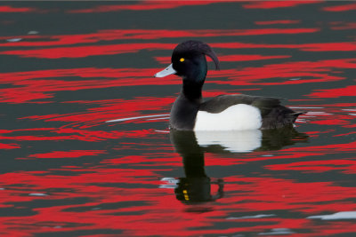 Tufted Duck - Kuifeend