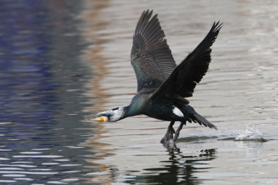 Great Cormorant - Aalscholver