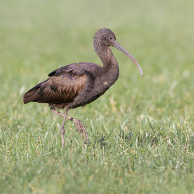 Glossy Ibis - Zwarte Ibis