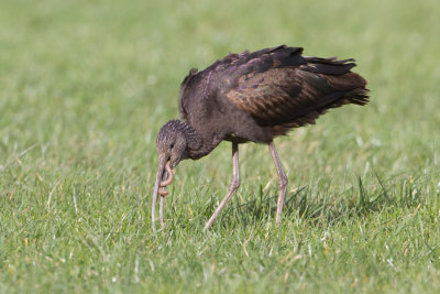 Glossy Ibis - Zwarte Ibis