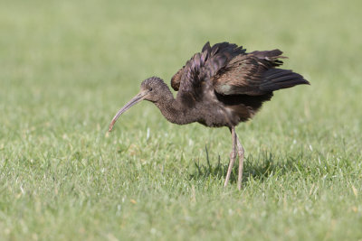 Glossy Ibis - Zwarte Ibis