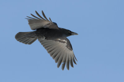 Black Crow - Zwarte Kraai