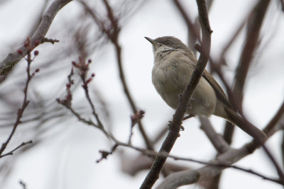 Sylvia althaea blythi - Siberische Braamsluiper