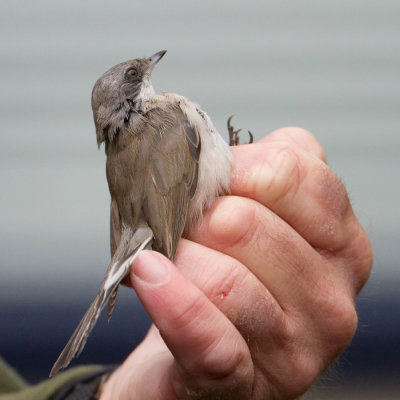 Sylvia althaea blythi - Siberische Braamsluiper