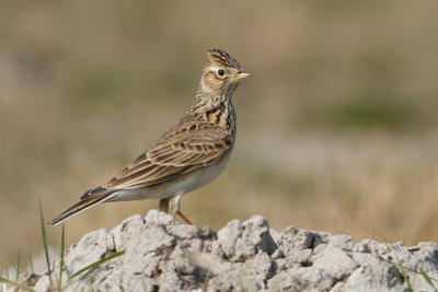 Eurasian Skylark - Veldleeuwerik