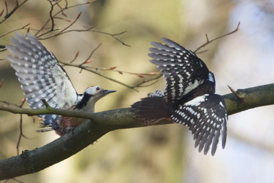 Middle Spotted Woodpecker - Middelste Bonte Specht