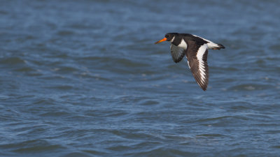 Oystercatcher - Scholekster