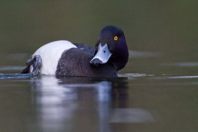 Tufted Duck - Kuifeend