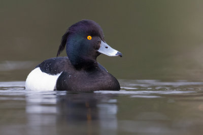 Tufted Duck - Kuifeend