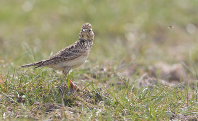 Eurasian Skylark - Veldleeuwerik