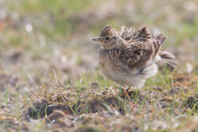 Eurasian Skylark - Veldleeuwerik