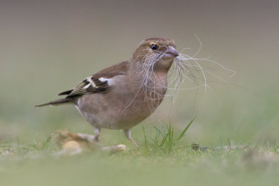 Chaffinch - Vink