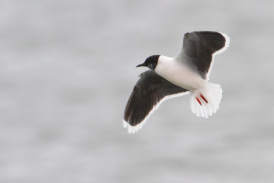 Little Gull - Dwergmeeuw