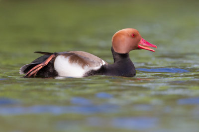 Red-creasted Pochard - Krooneend