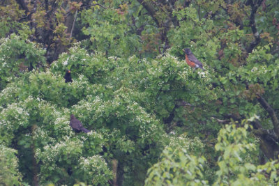 American Robin - Roodborstlijster