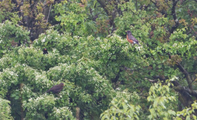 American Robin - Roodborstlijster