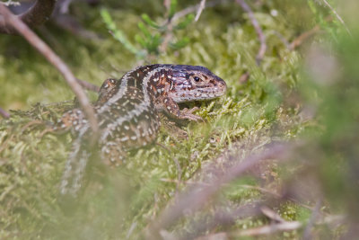 Zandhagedis - Lacerta agilis