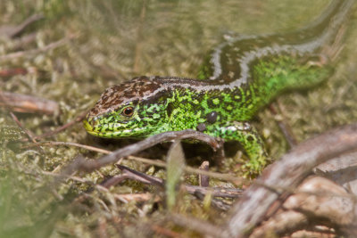 Zandhagedis - Lacerta agilis