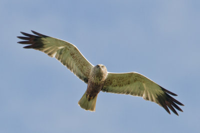 Marsh Harrier - Bruine kiekendief
