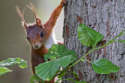 Red Squirrel - Eekhoorn