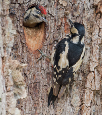 Greater Spotted Woodpecker - Grote Bonte Specht