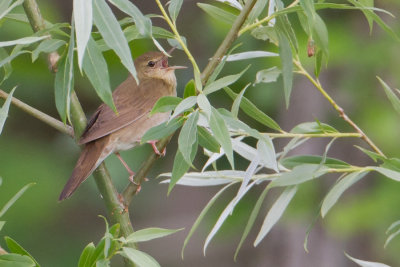 River Warbler - Krekelzanger